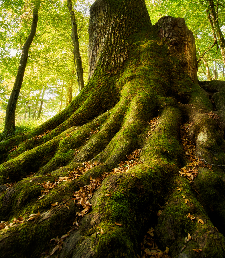 Nature Design Philosophy - Manon Design Studio