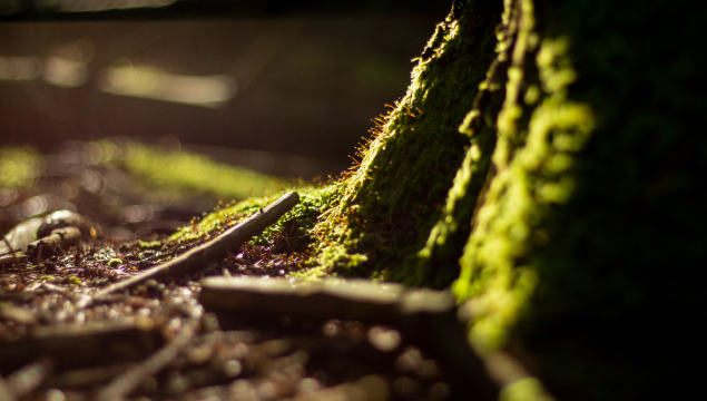 Nature tree roots and forest - Manon Design Studio