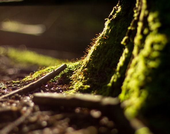 Nature tree roots and forest - Manon Design Studio